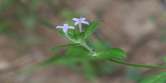 Spermacoce hispida